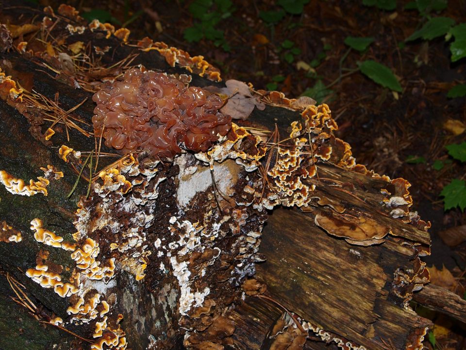 Pilze zersetzen einen Baumstamm.