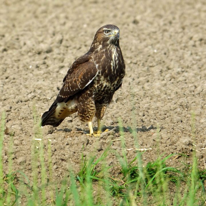 Mäusebussard