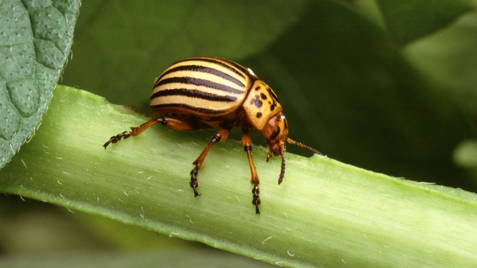 Kartoffelkäfer