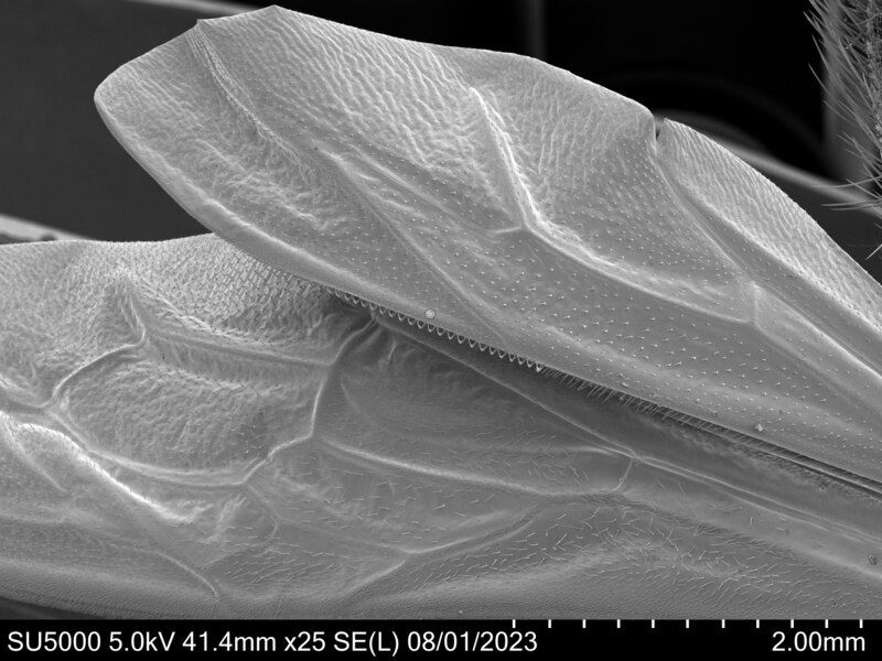 Bienenflügel unter einem Elektronenmikroskop