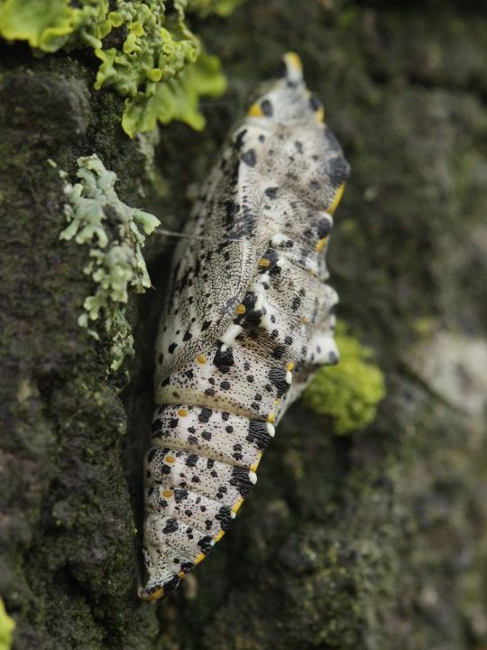 Großer Kohlweißling