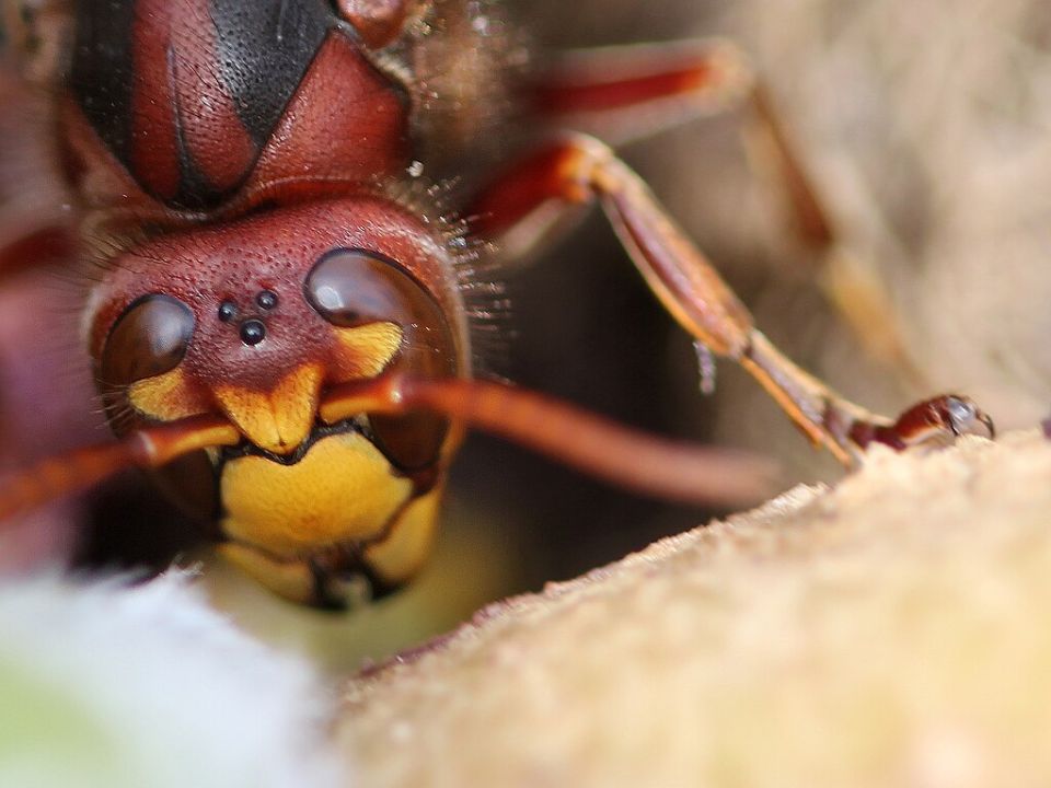 Punktaugen einer Hornisse