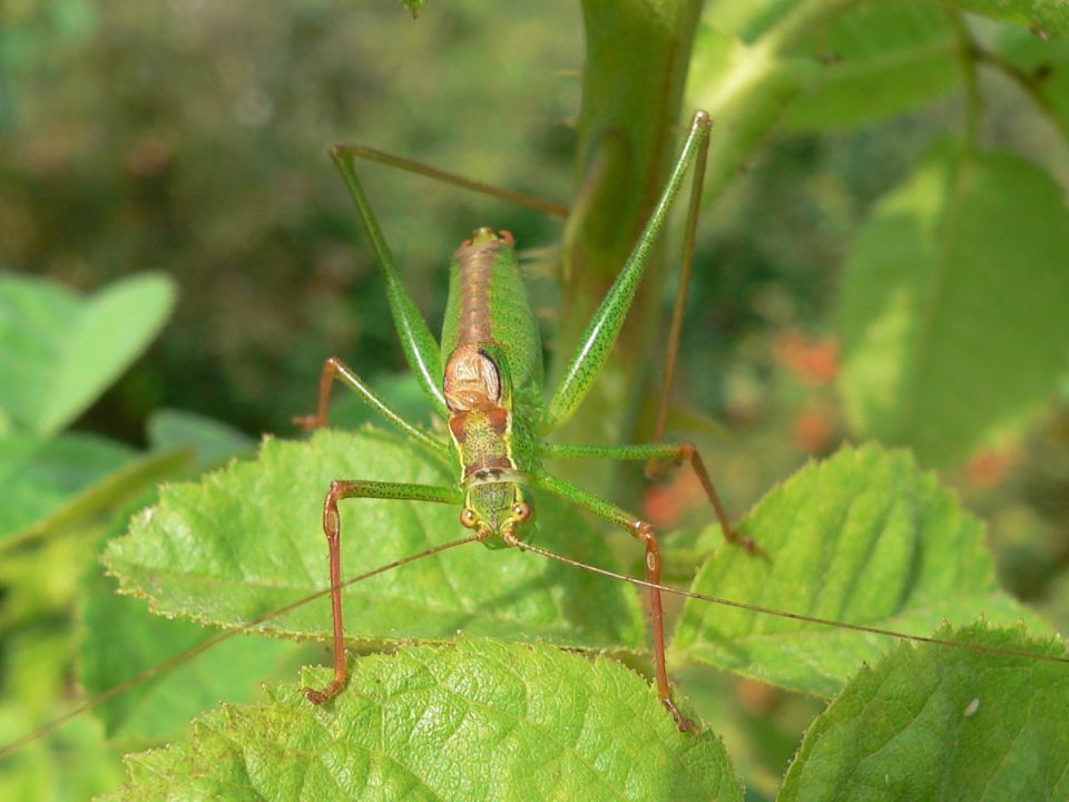 Punktierte Zartschrecke