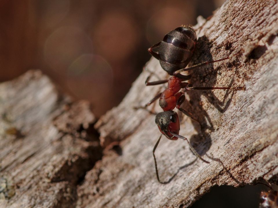 Rote Waldameise