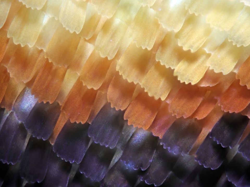 Schuppen des Kleinen Fuchses unter dem Mikroskop