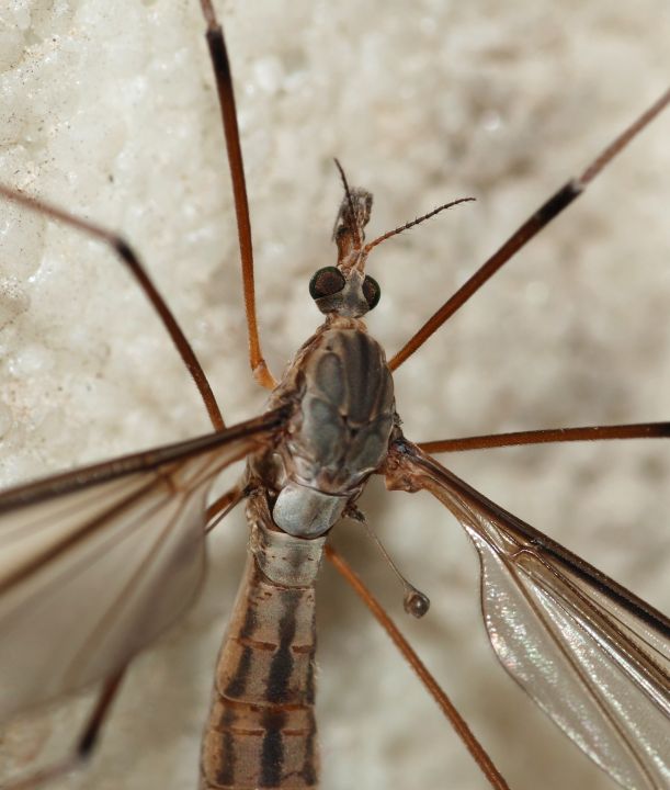 Schnake in Nahaufnahme