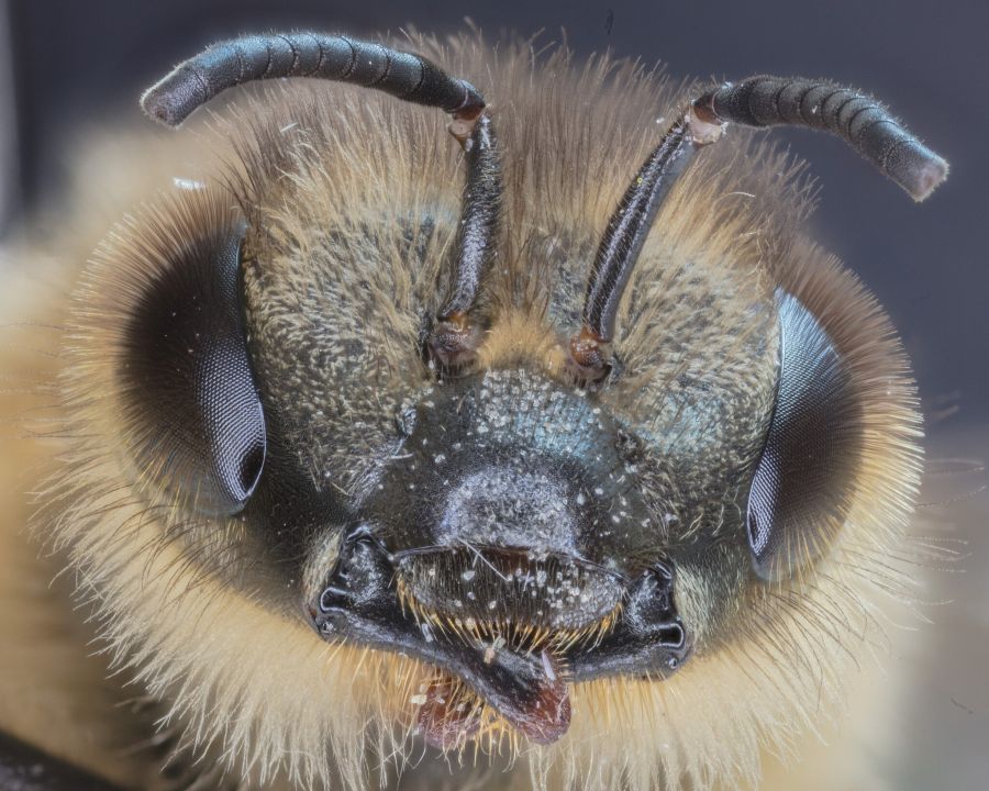 Nahaufnahme einer Honigbiene