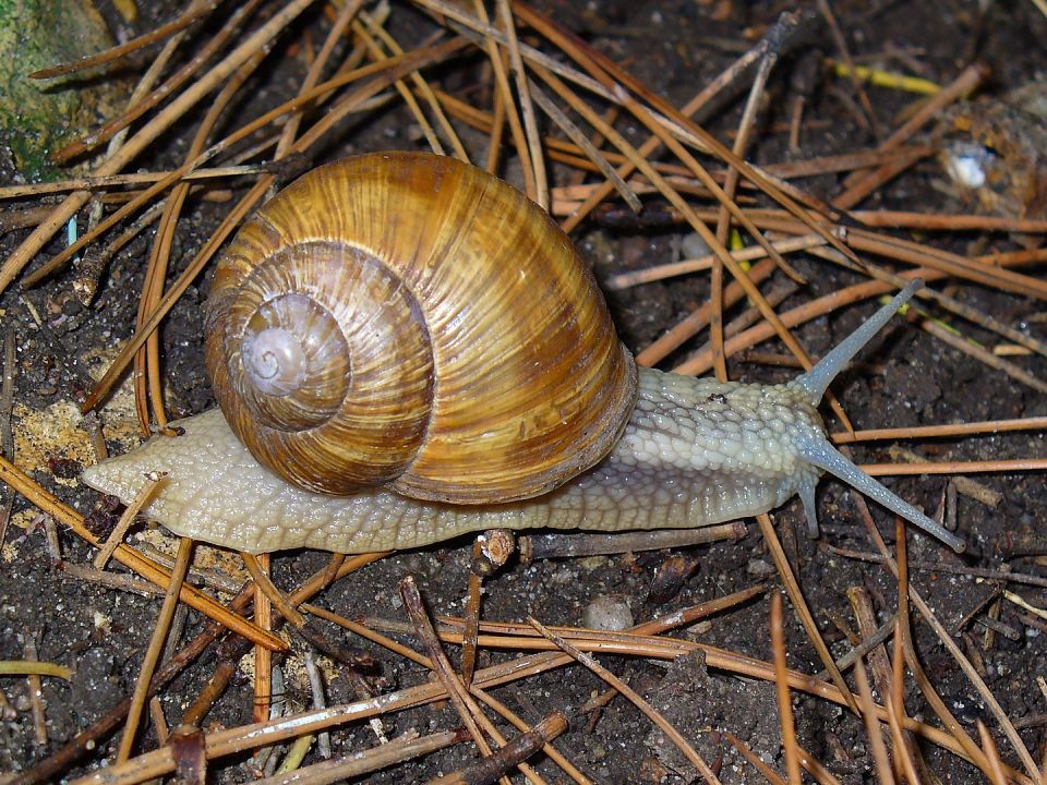 Eine Schnecke kriecht über Waldboden