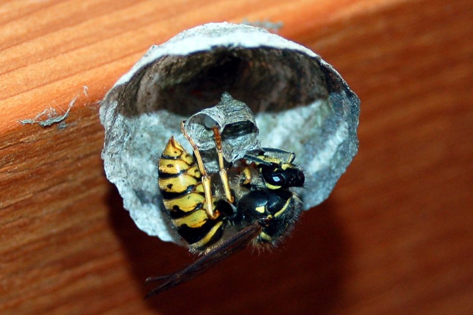 Eine Wespenkönigin baut ein neues Nest. 