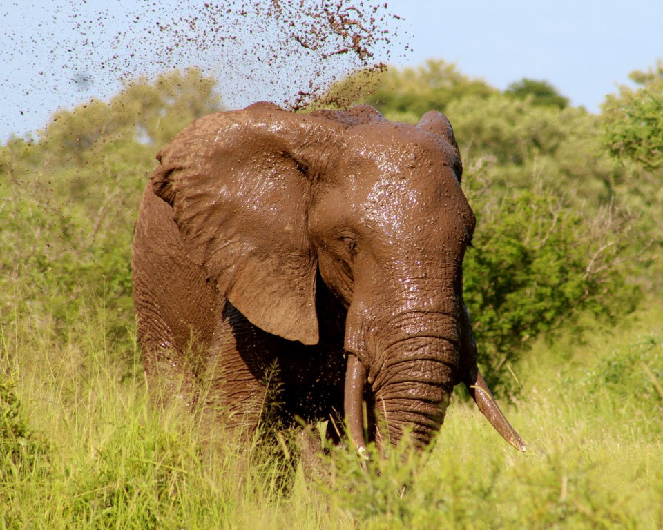 Bild eines afrikanischen Elefanten beim Schlammbaden in der Feuchtsavanne umgeben von grünen Sträuchern.