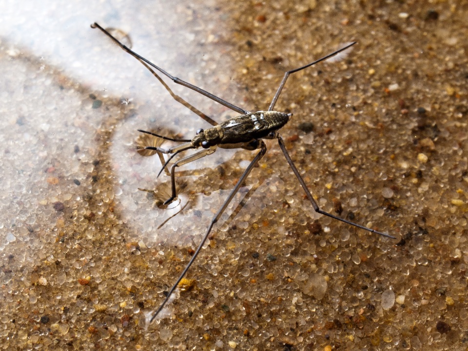 Wasserläufer