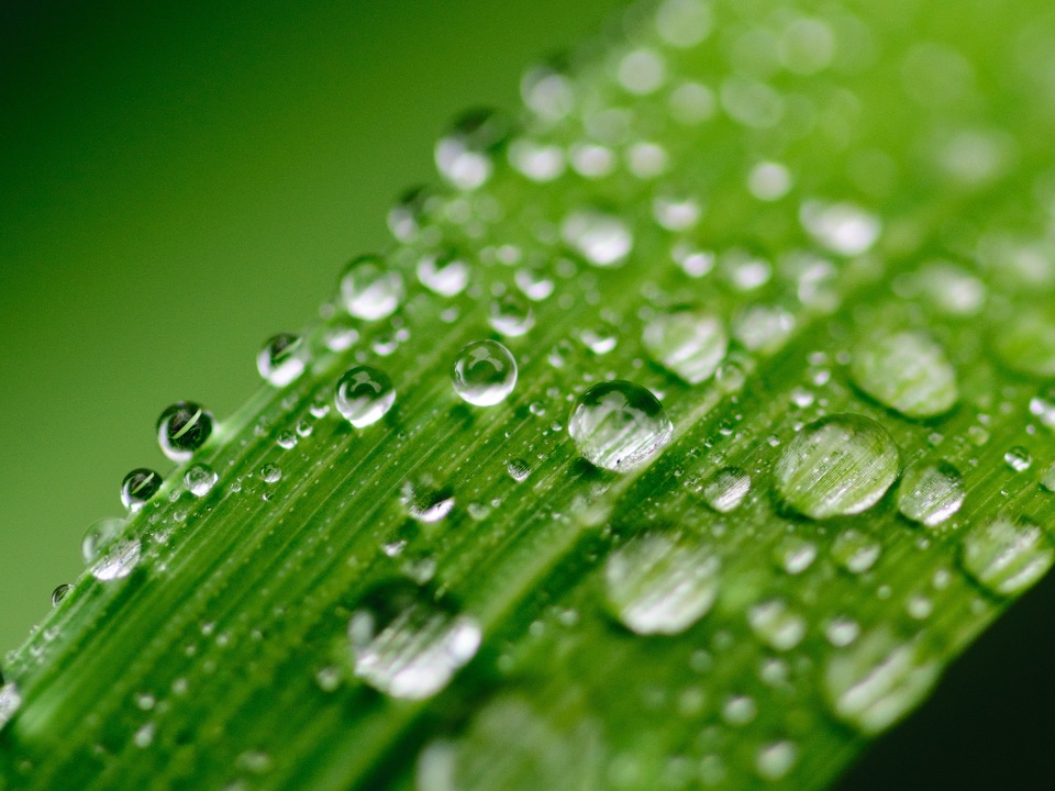 Wassertropfen auf einem Blatt