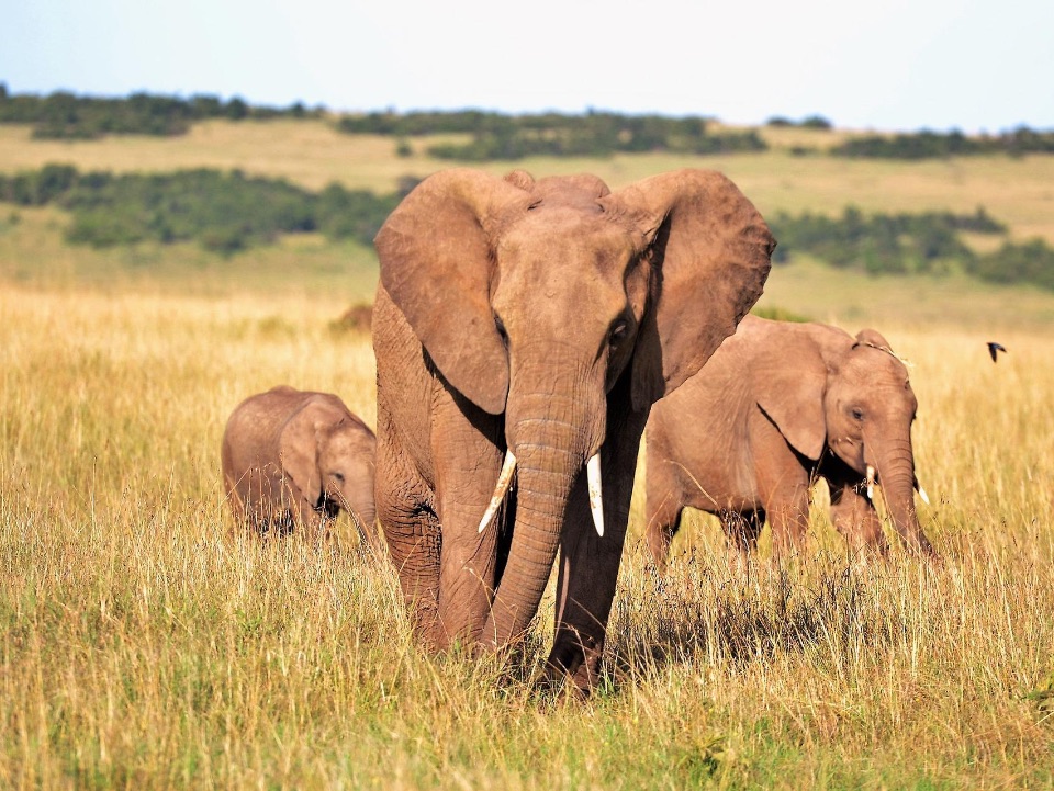 afrikanischer Elefant