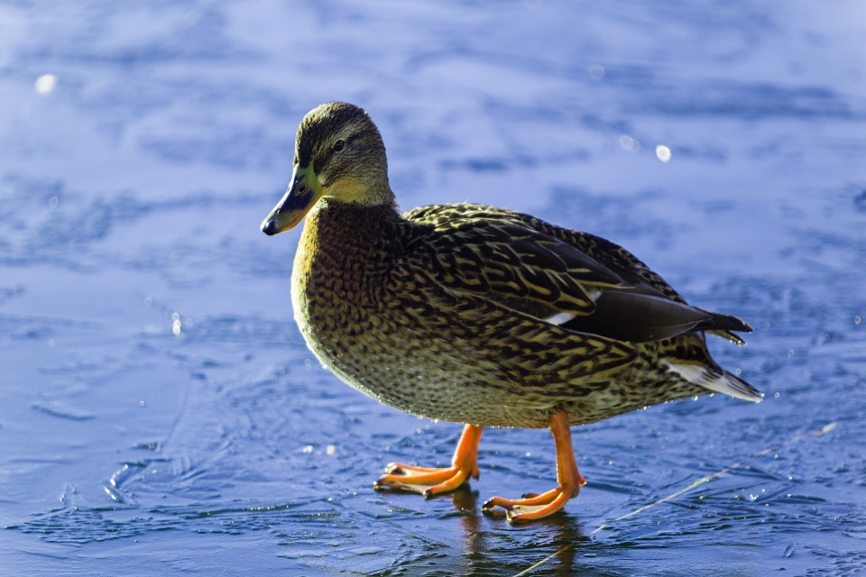 Ente steht auf dem Eis