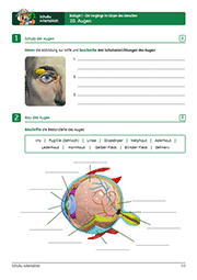 Arbeitsblatt Biologie